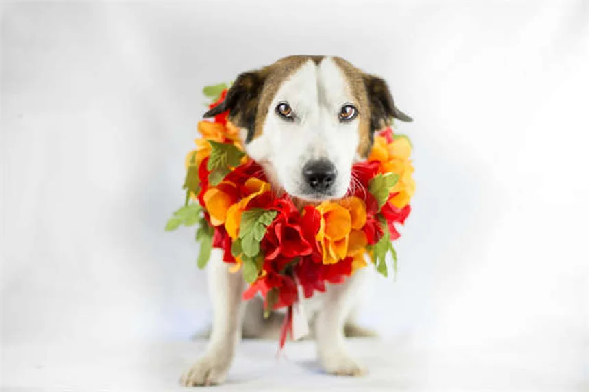 猫の脳の秘密6選！指差し理解から時間感覚まで解説