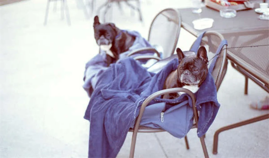 フレンチ・アングロアラブとは？特徴や魅力を徹底解説