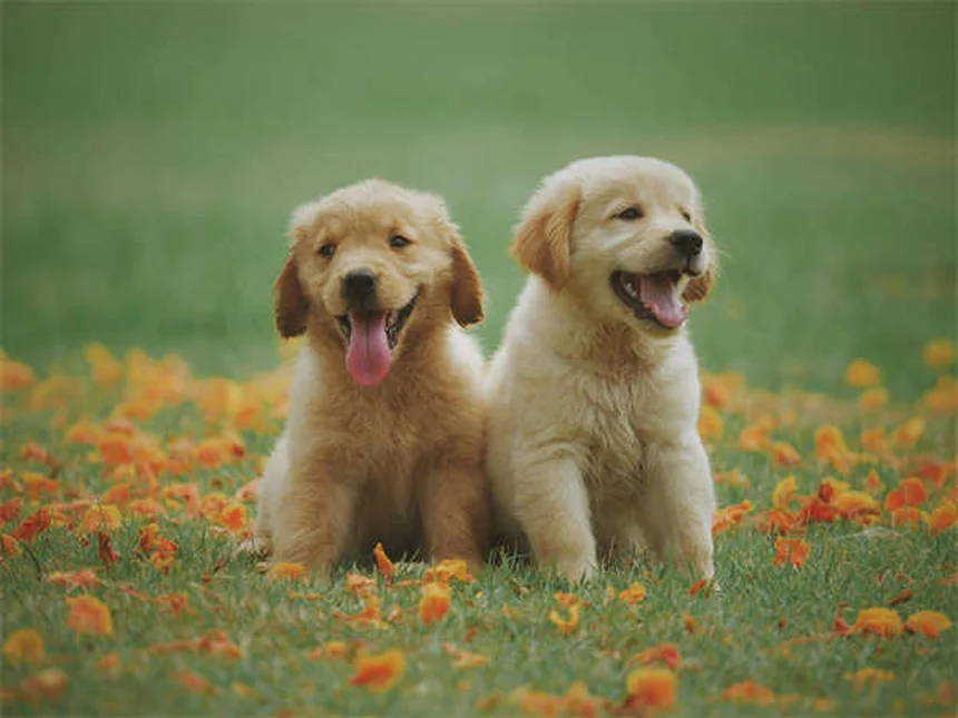 盲導犬の飼い方｜初心者でもできる5つの安心ケア術