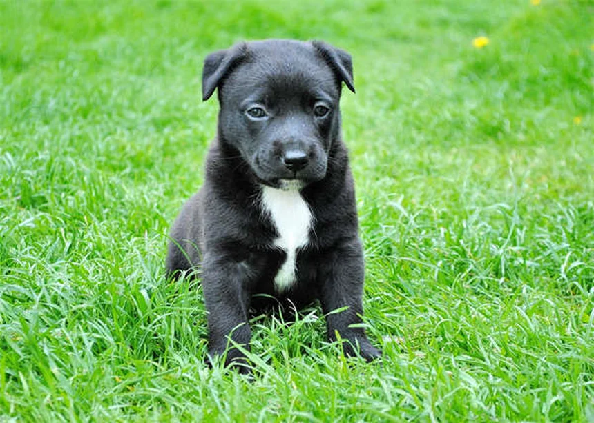 犬はどうやって家に帰る？驚きの帰宅能力の秘密5選