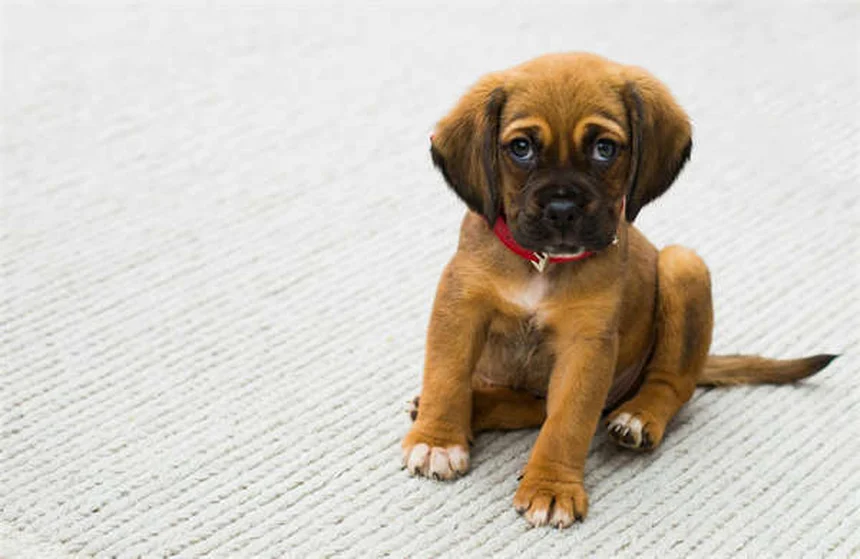 犬はどうやって家に帰る？驚きの帰宅能力の秘密5選