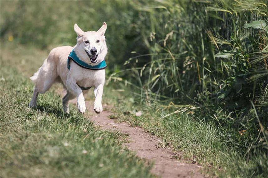 犬が食べると危険なクリスマス植物7選！プロが教える対処法