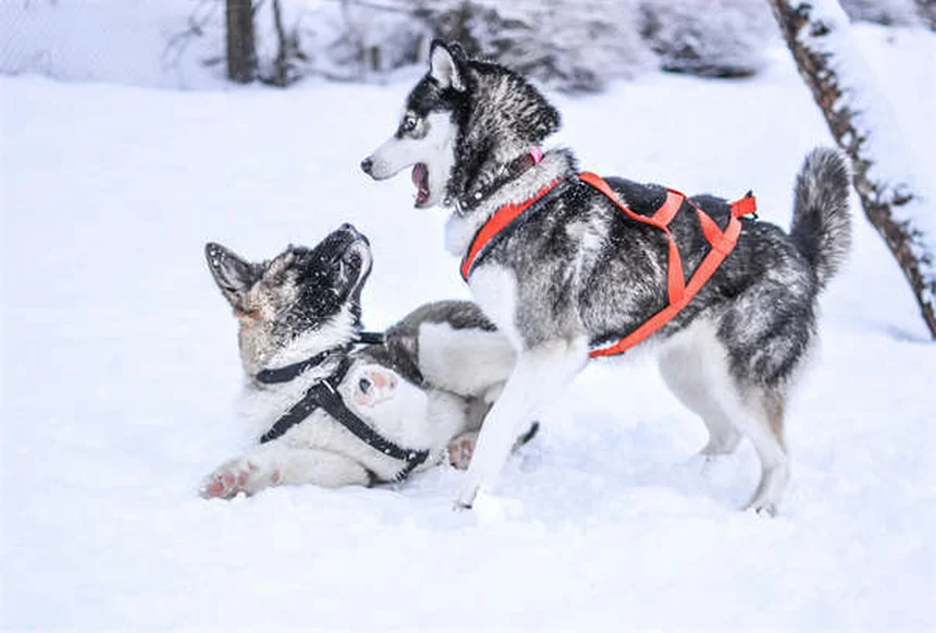 子犬の震え症候群とは？原因と対処法を獣医師が解説