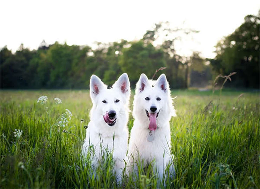 子犬の震え症候群とは？原因と対処法を獣医師が解説