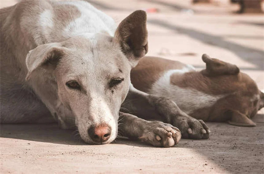 子犬の震え症候群とは？原因と対処法を獣医師が解説