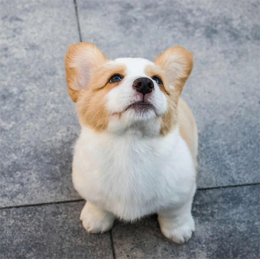 犬の精巣腫瘍とは？症状・治療法を獣医が解説
