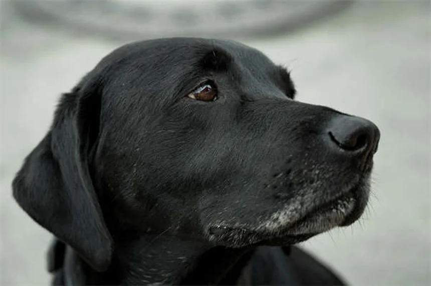 犬の精巣腫瘍とは？症状・治療法を獣医が解説