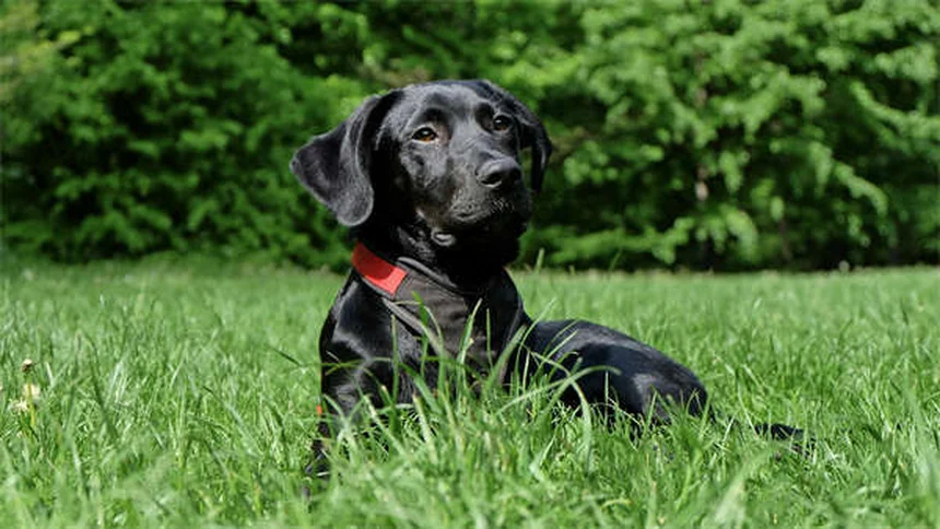 内向的な犬の接し方｜社交的じゃない愛犬と幸せに暮らす5つのコツ