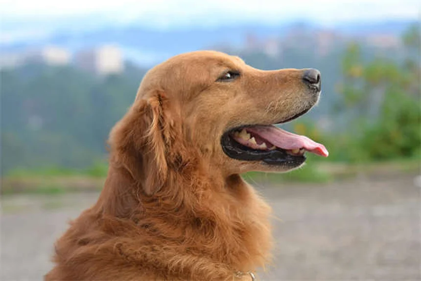 内向的な犬の接し方｜社交的じゃない愛犬と幸せに暮らす5つのコツ