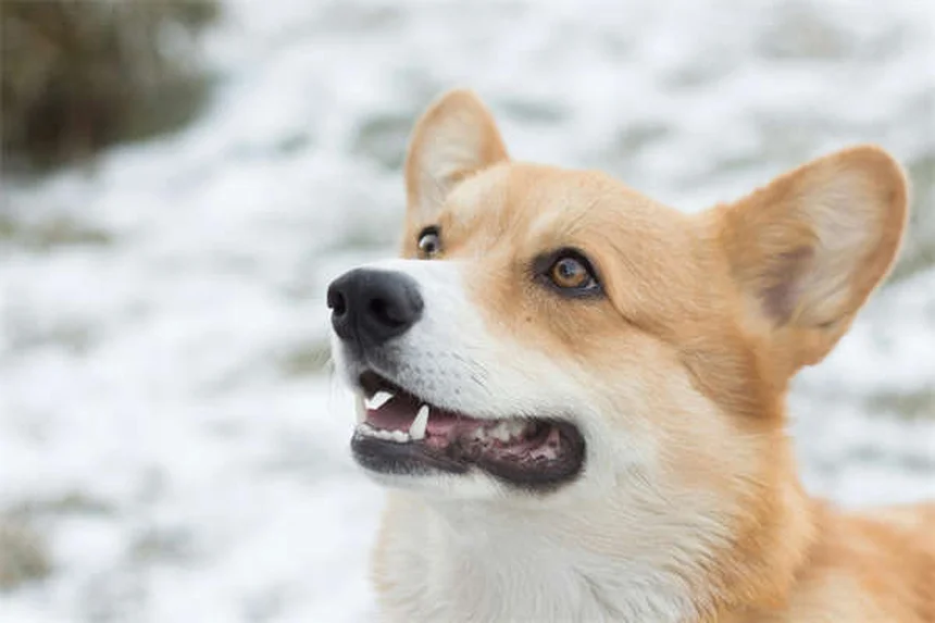 馬の狼歯（ウルフティース）とは？知っておくべき基本知識と対処法
