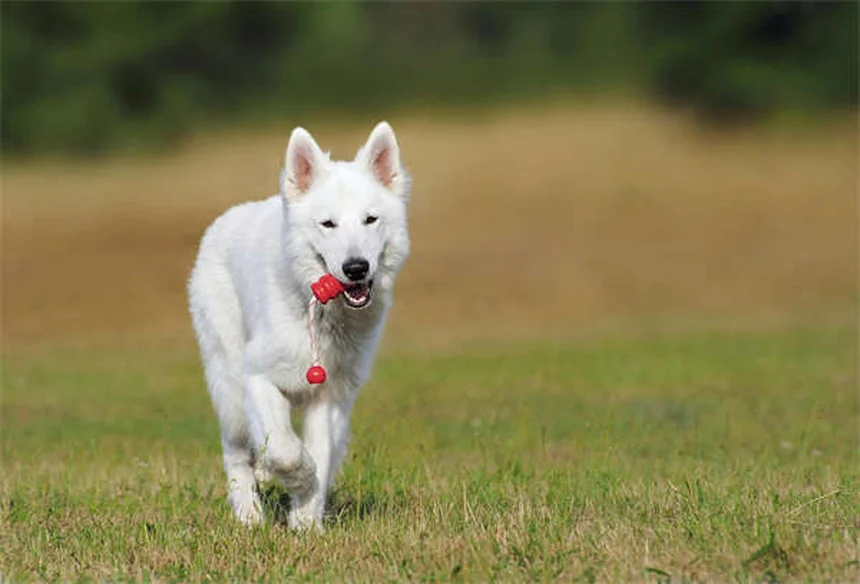 マダニはジャンプできる？愛犬を守るための5つの真実