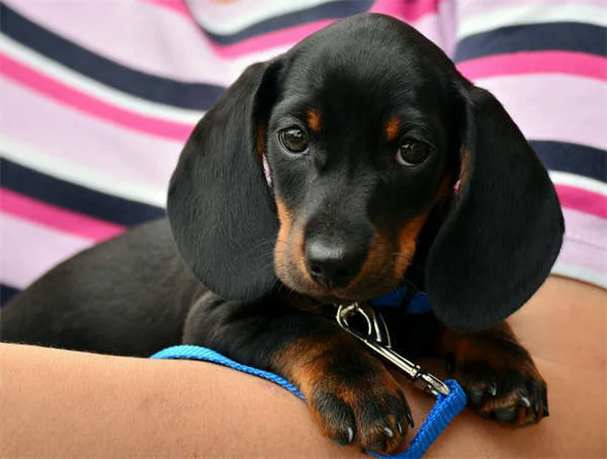 Cerumene™で愛犬・愛猫の耳掃除が楽々！効果的な使い方と注意点