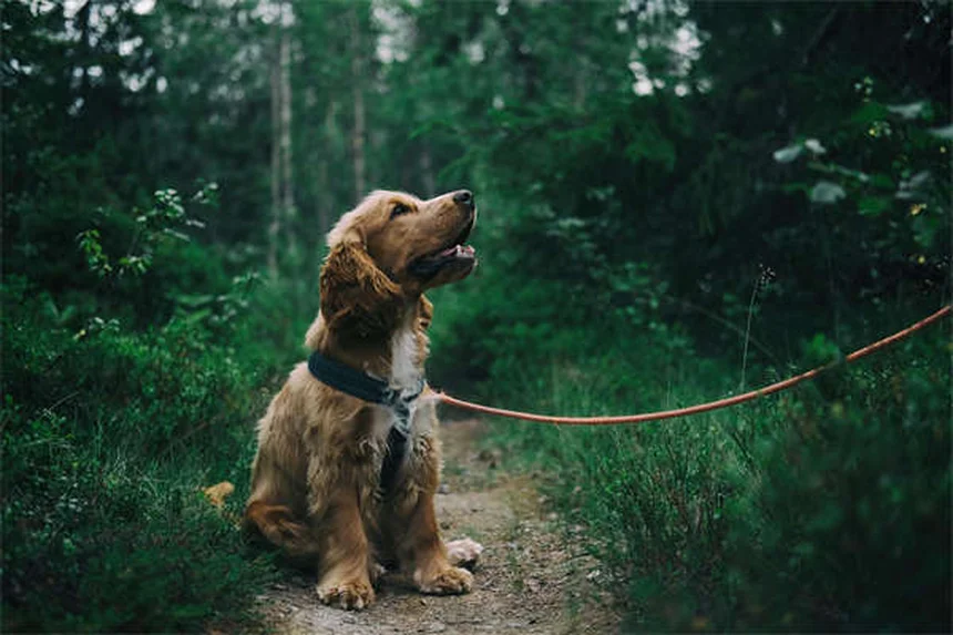 Cerumene™で愛犬・愛猫の耳掃除が楽々！効果的な使い方と注意点