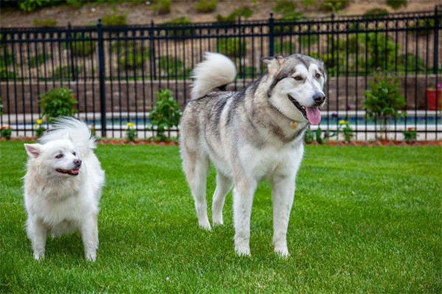 Cerumene™で愛犬・愛猫の耳掃除が楽々！効果的な使い方と注意点