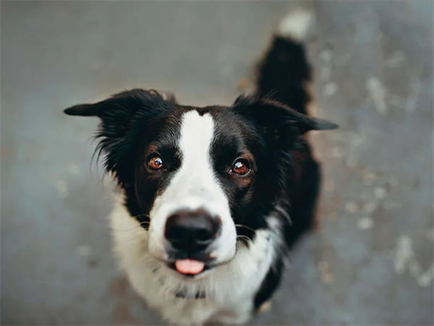 犬の血便の原因と対処法｜獣医師が教える緊急時の判断基準