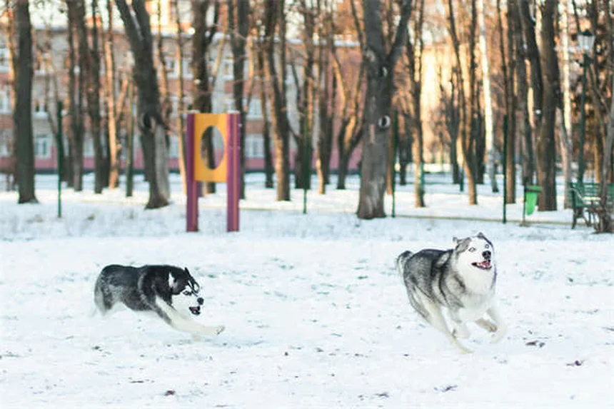犬の下痢の原因と対処法｜獣医師が教える正しいケア方法