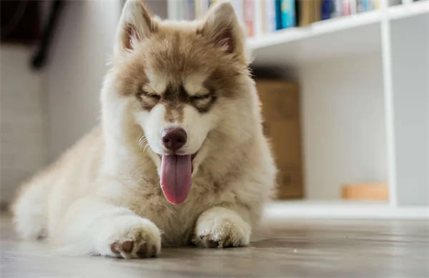 アイルランドの犬種8選｜歴史と特徴からわかるおすすめポイント