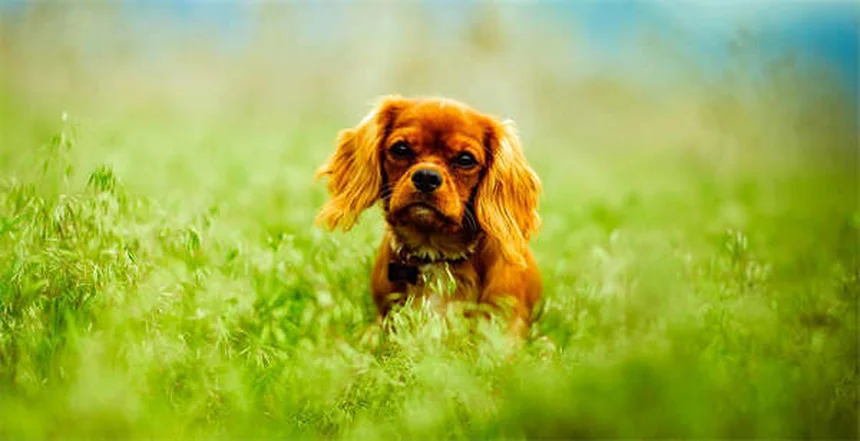 子犬のクレートトレーニング完全マニュアル｜失敗しない7つのステップ