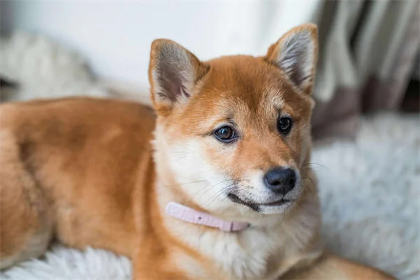 犬のフィラリア治療費用を徹底解説！予防と治療のコスト比較