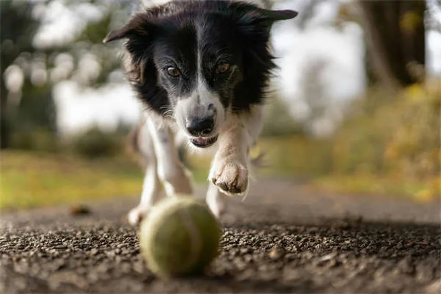 犬のフィラリア治療費用を徹底解説！予防と治療のコスト比較